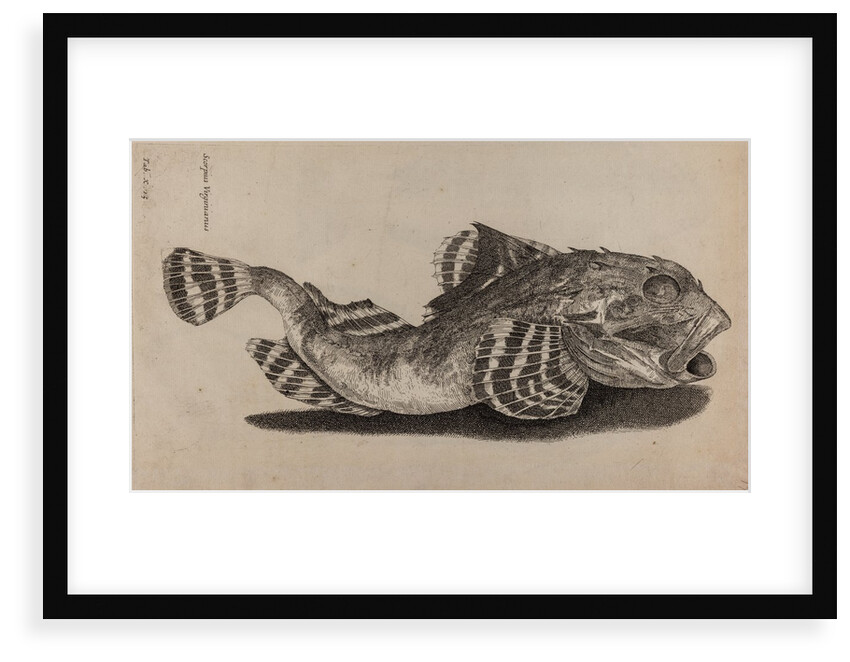 Shorthorn sculpin by Unknown