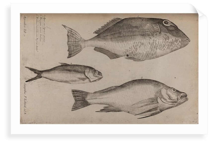 Three fish specimens by Unknown