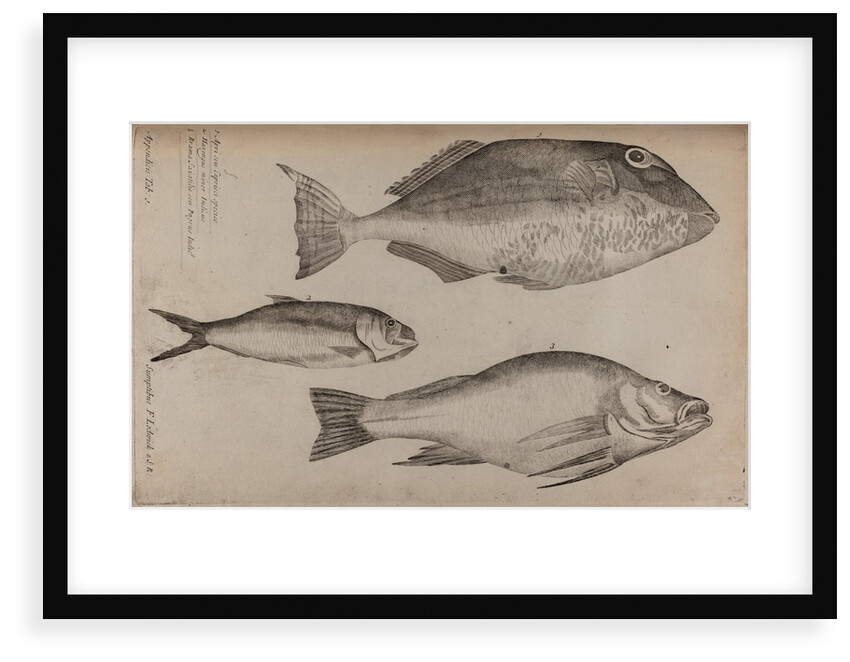 Three fish specimens by Unknown