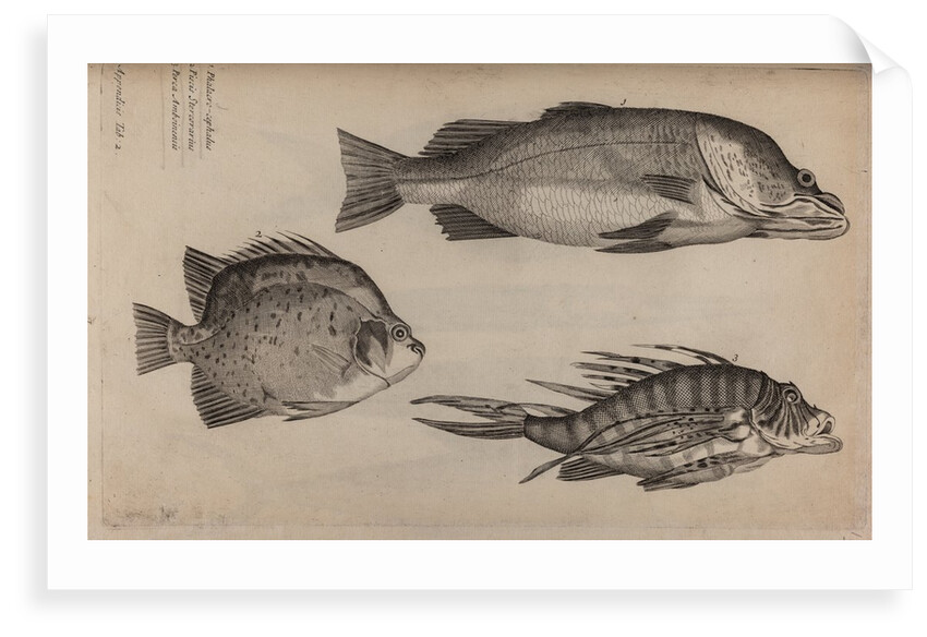 Three fish specimens by Unknown