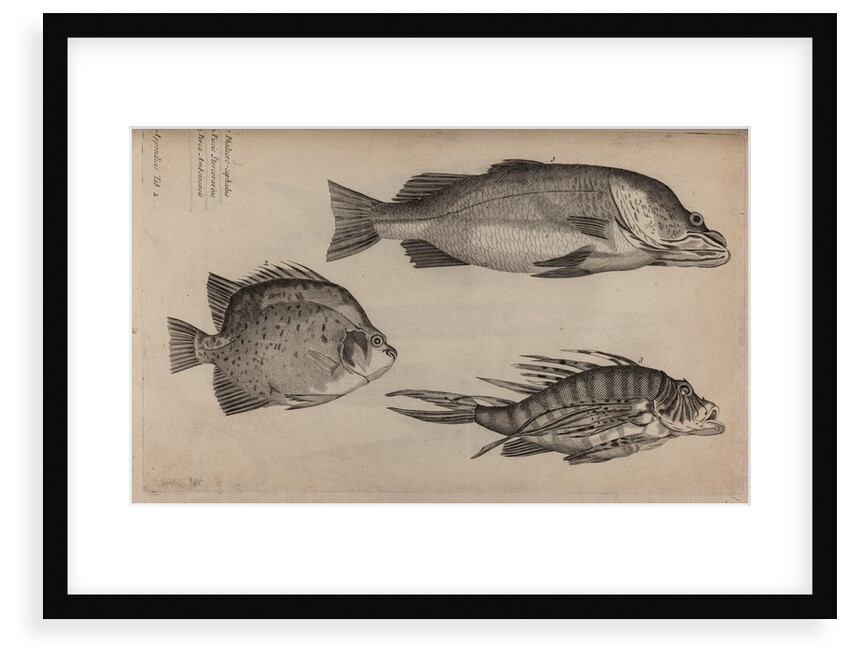 Three fish specimens by Unknown