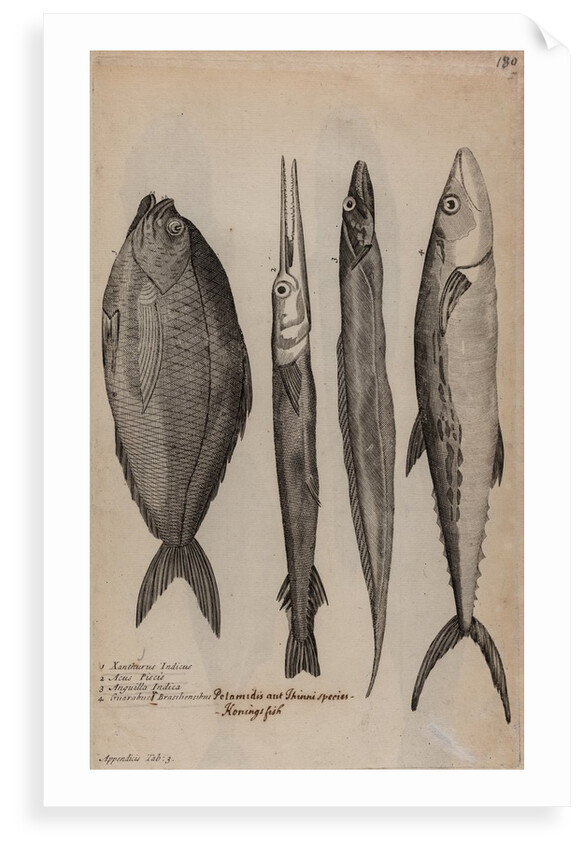Various fish specimens by Unknown