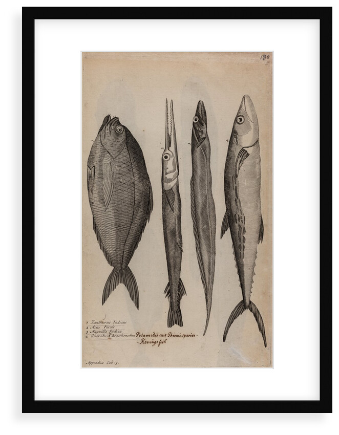 Various fish specimens by Unknown