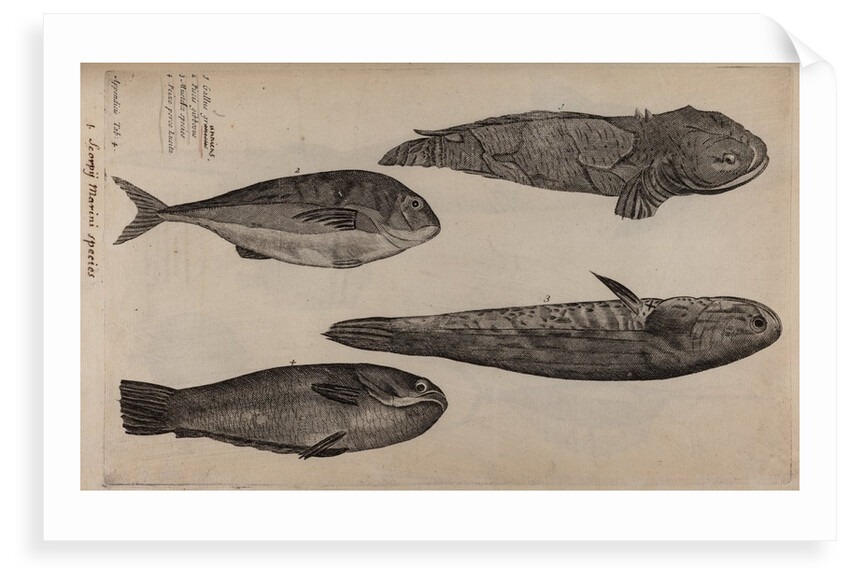 Various fish specimens by Unknown