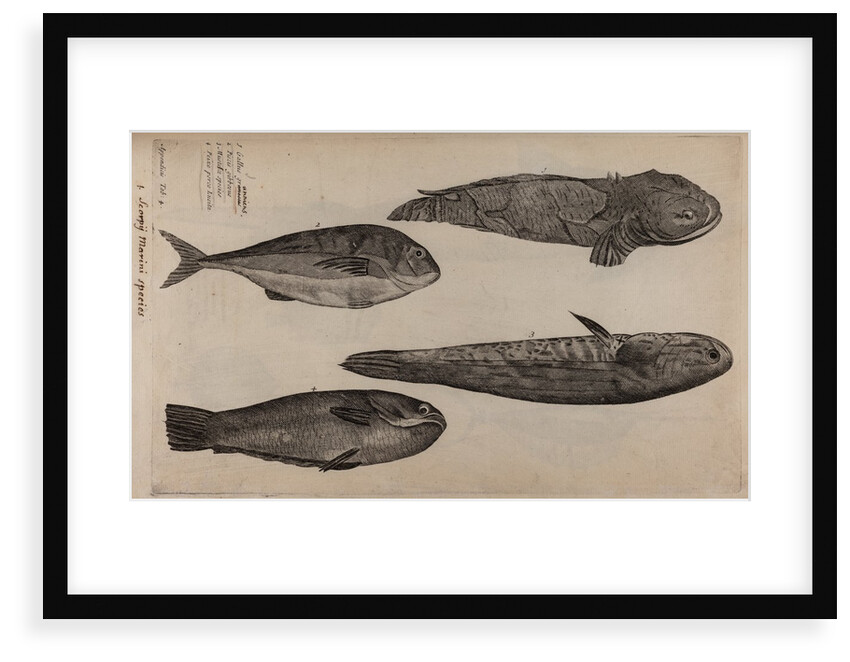 Various fish specimens by Unknown