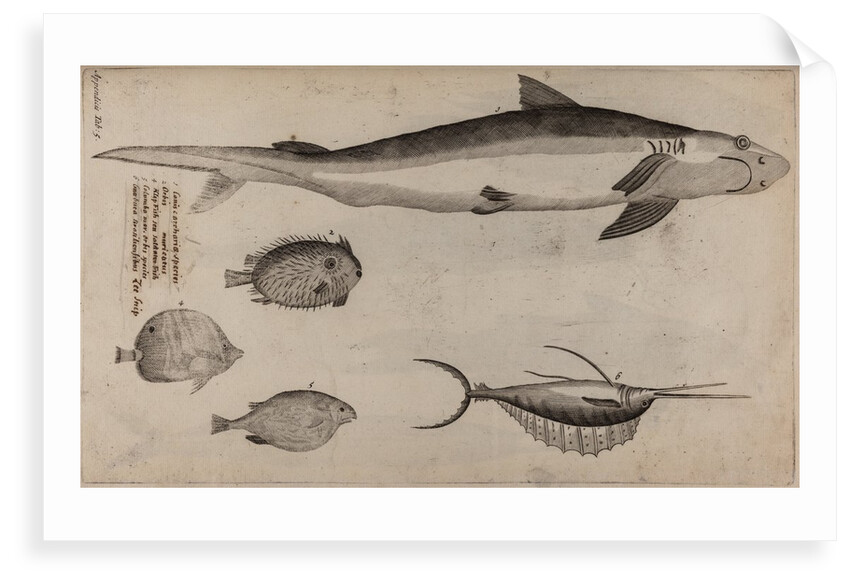 Various fish specimens by Unknown
