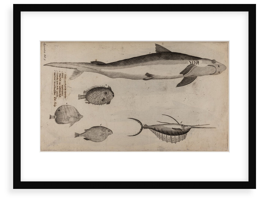Various fish specimens by Unknown