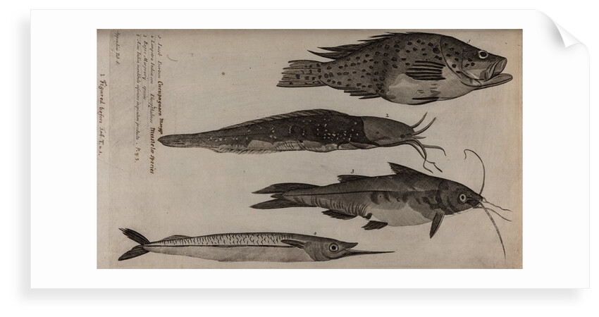 Various fish specimens by Unknown