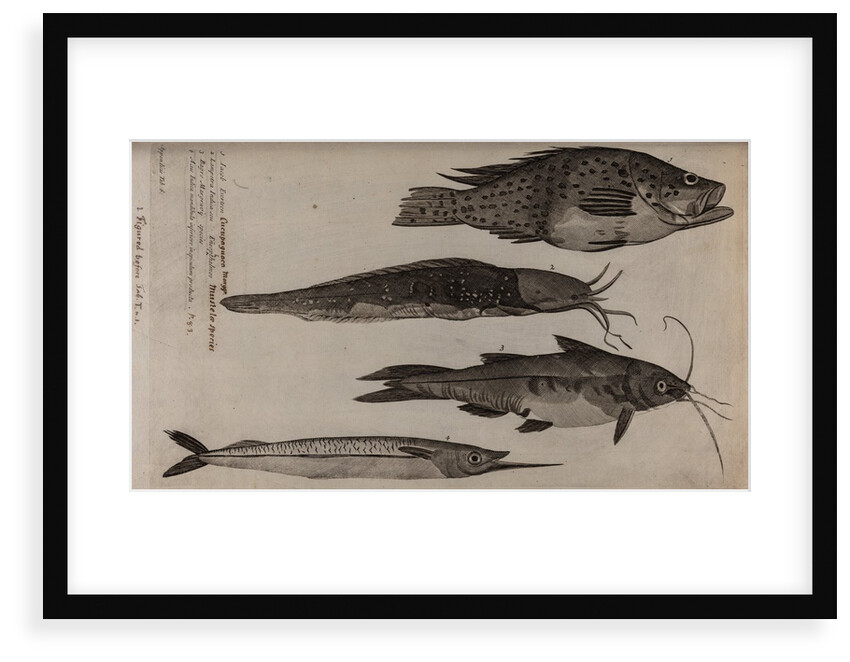 Various fish specimens by Unknown