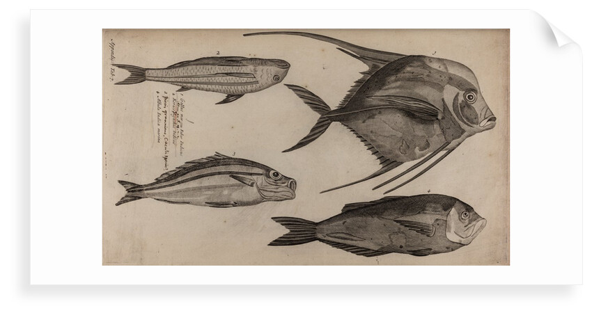 Various fish specimens by Unknown