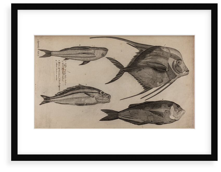 Various fish specimens by Unknown