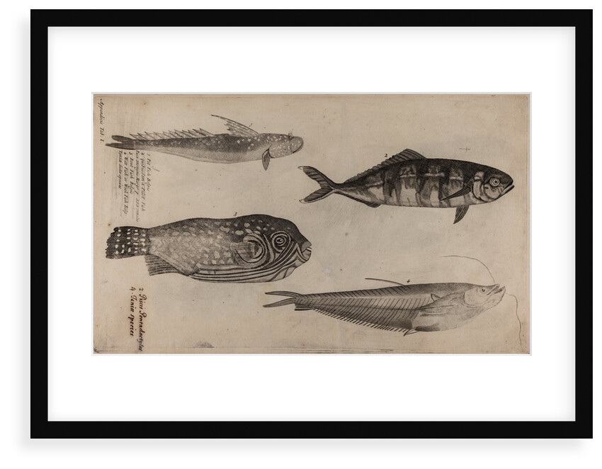Various fish specimens by Unknown