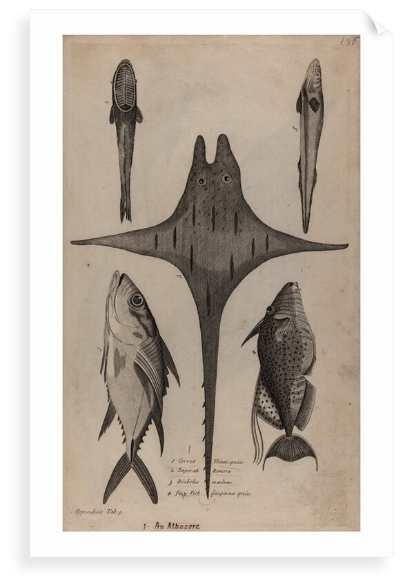 Various fish specimens by Unknown