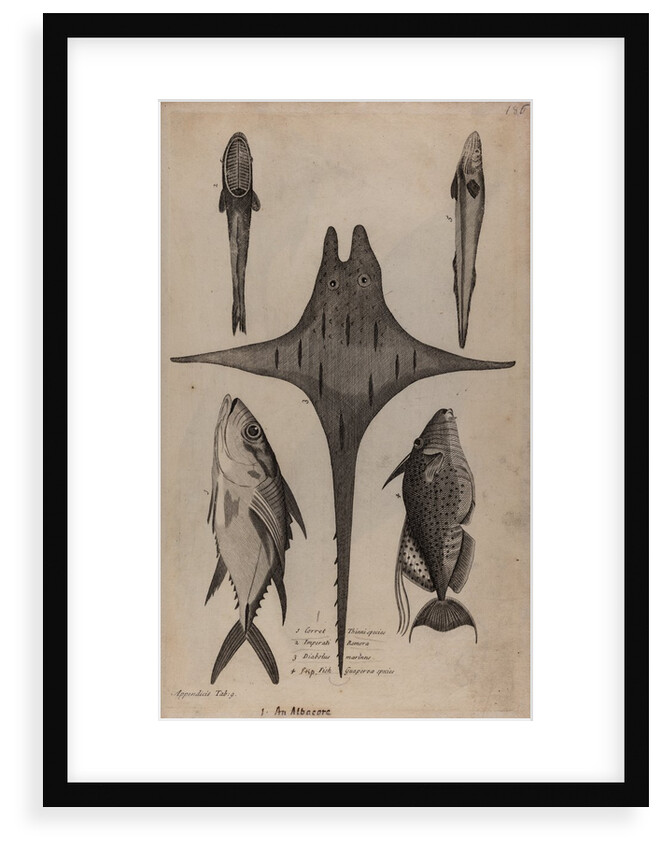 Various fish specimens by Unknown