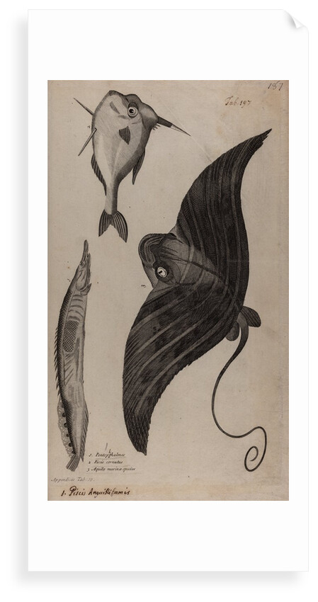 Three fish specimens by Unknown