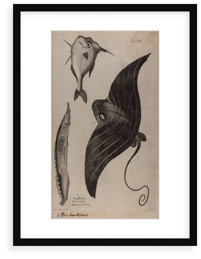 Three fish specimens by Unknown
