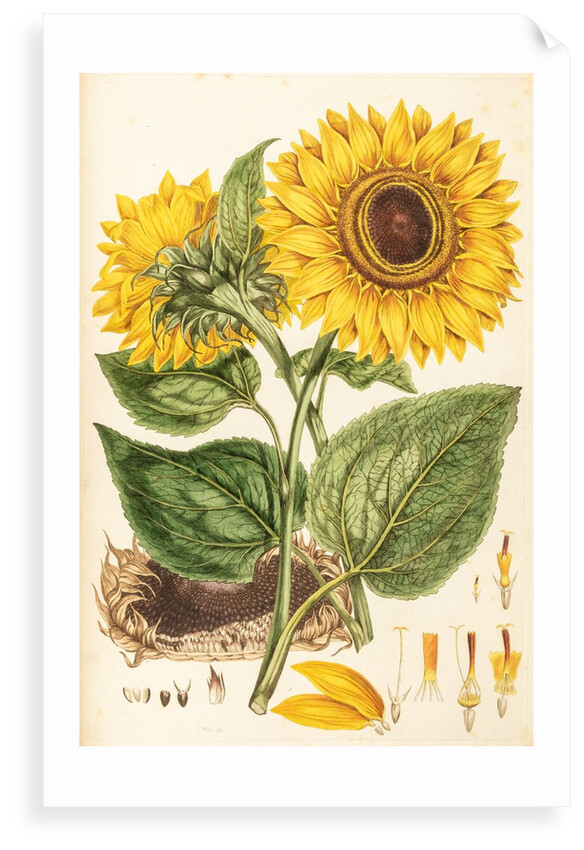 Helianthus by Johann Sebastian Müller