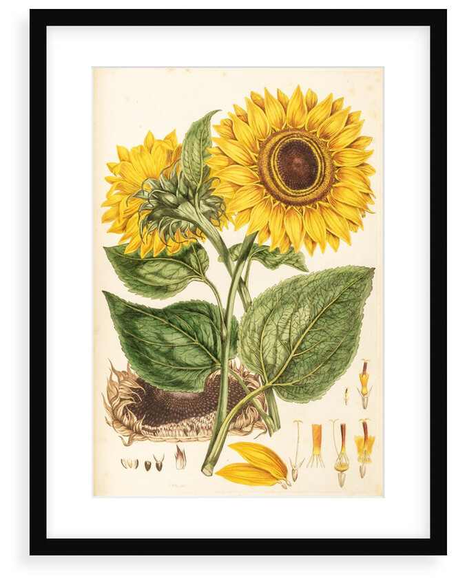 Helianthus by Johann Sebastian Müller