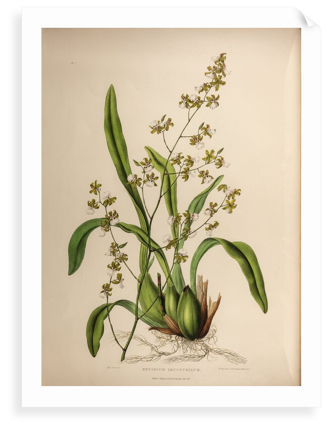 Oncidium leucochilum by Maxim Gauci after Sarah Anne Drake