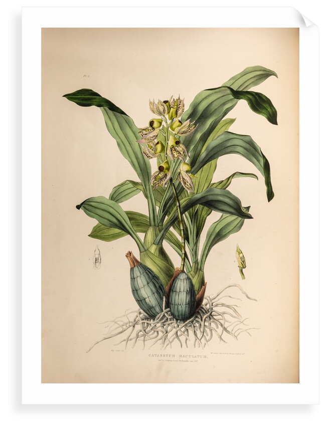 Catasetum maculatum by Maxim Gauci after Sarah Anne Drake