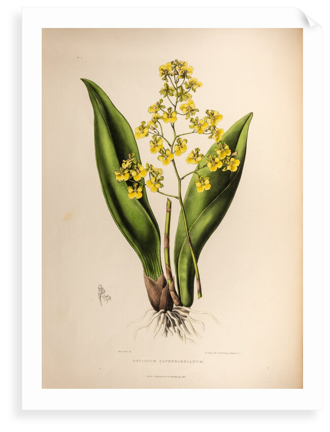 Oncidium cavendishianum by Maxim Gauci after Sarah Anne Drake