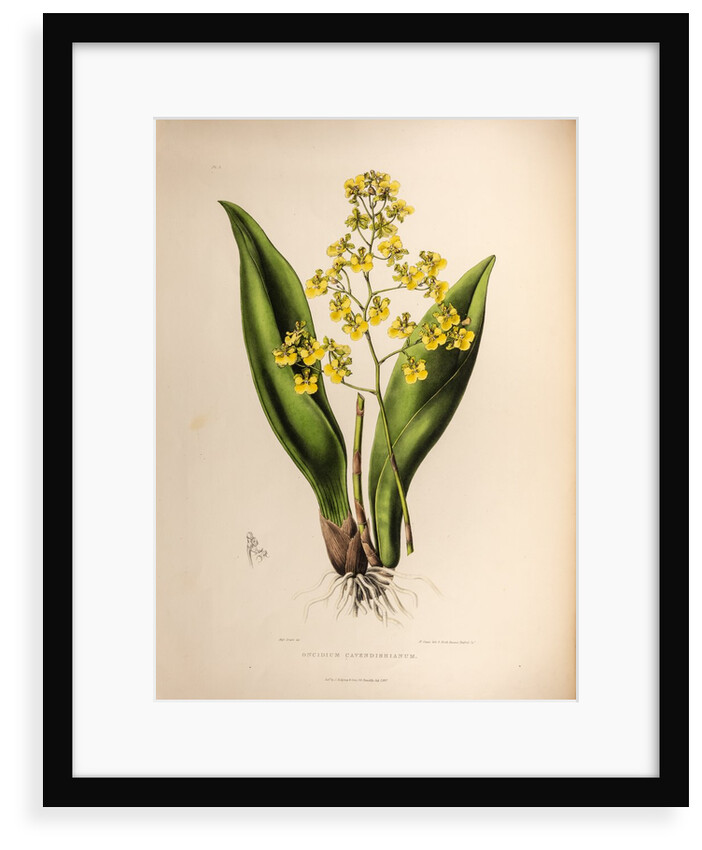 Oncidium cavendishianum by Maxim Gauci after Sarah Anne Drake
