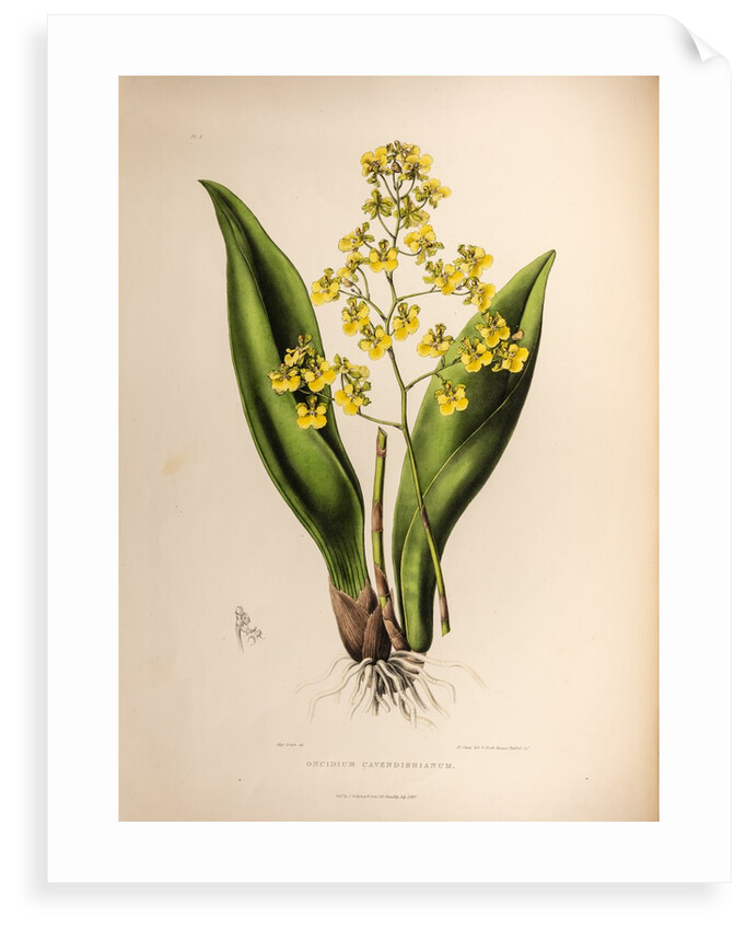 Oncidium cavendishianum by Maxim Gauci after Sarah Anne Drake