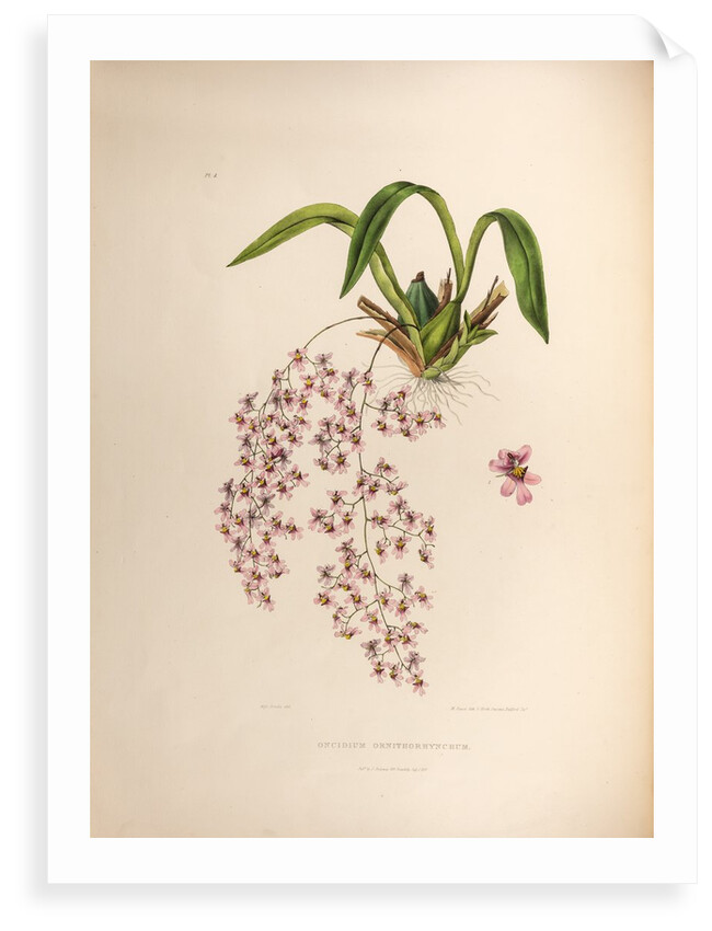 Oncidium ornithorhynchum by Maxim Gauci after Sarah Anne Drake