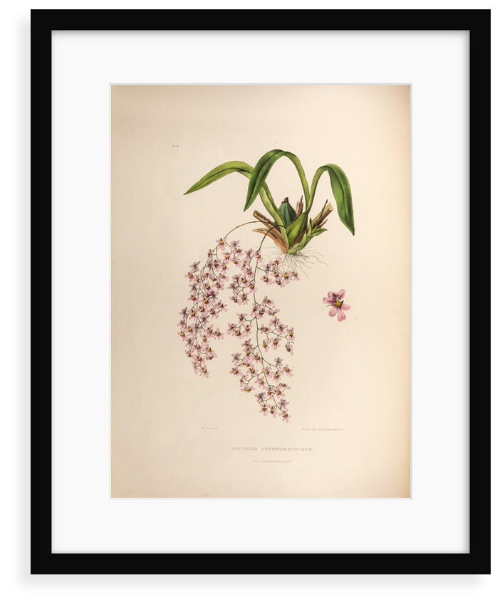 Oncidium ornithorhynchum by Maxim Gauci after Sarah Anne Drake