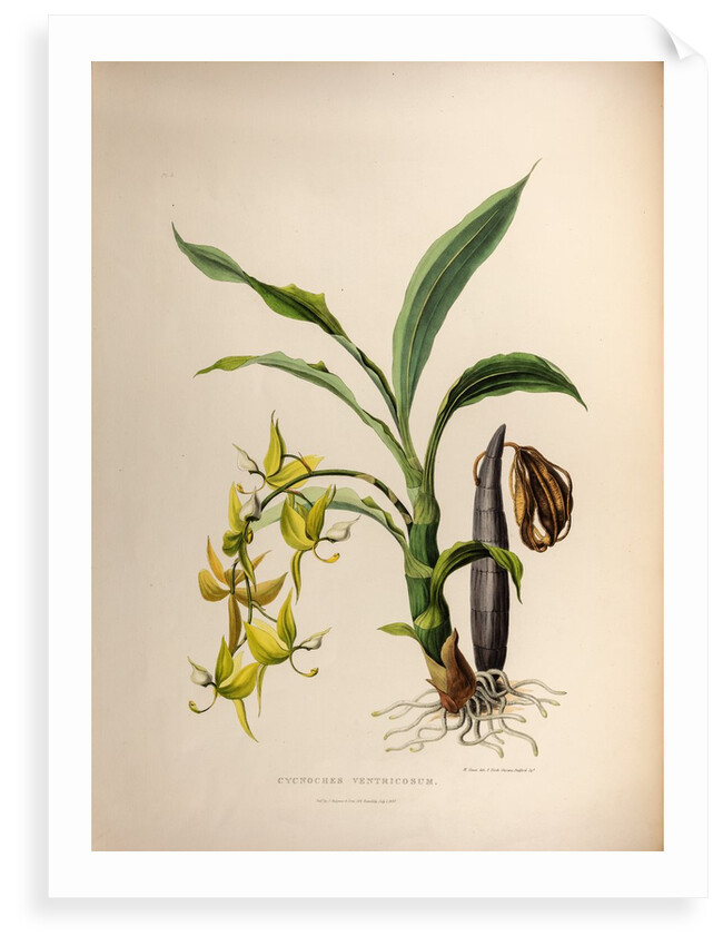 Cycnoches ventricosum by Maxim Gauci