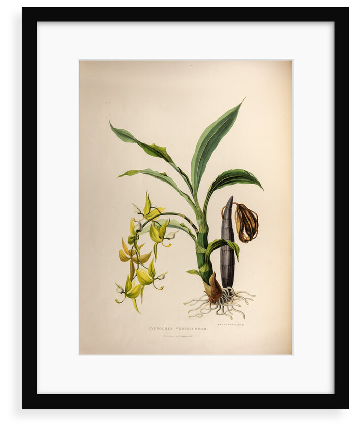 Cycnoches ventricosum by Maxim Gauci