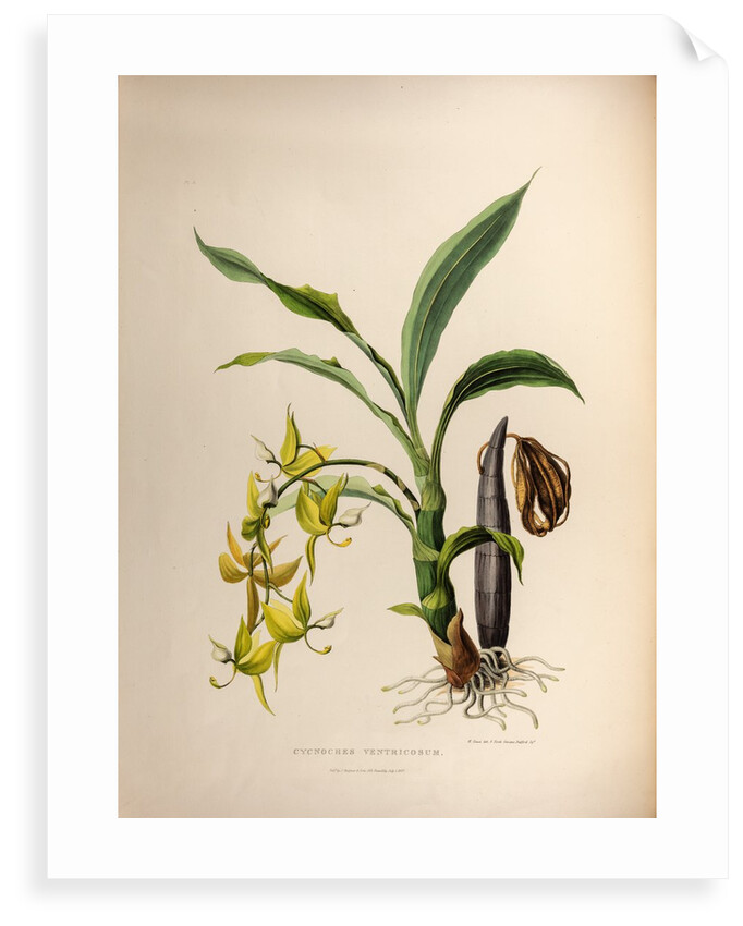 Cycnoches ventricosum by Maxim Gauci