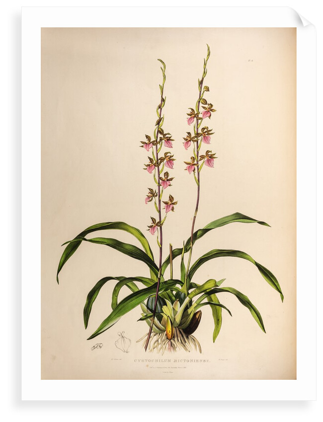 Cyrtochilum bictoniense by Maxim Gauci after Augusta Innes Withers