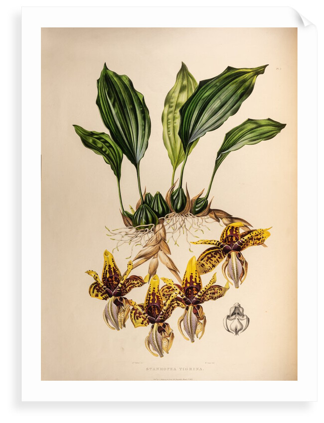 Stanhopea tigrine by Maxim Gauci after Augusta Innes Withers
