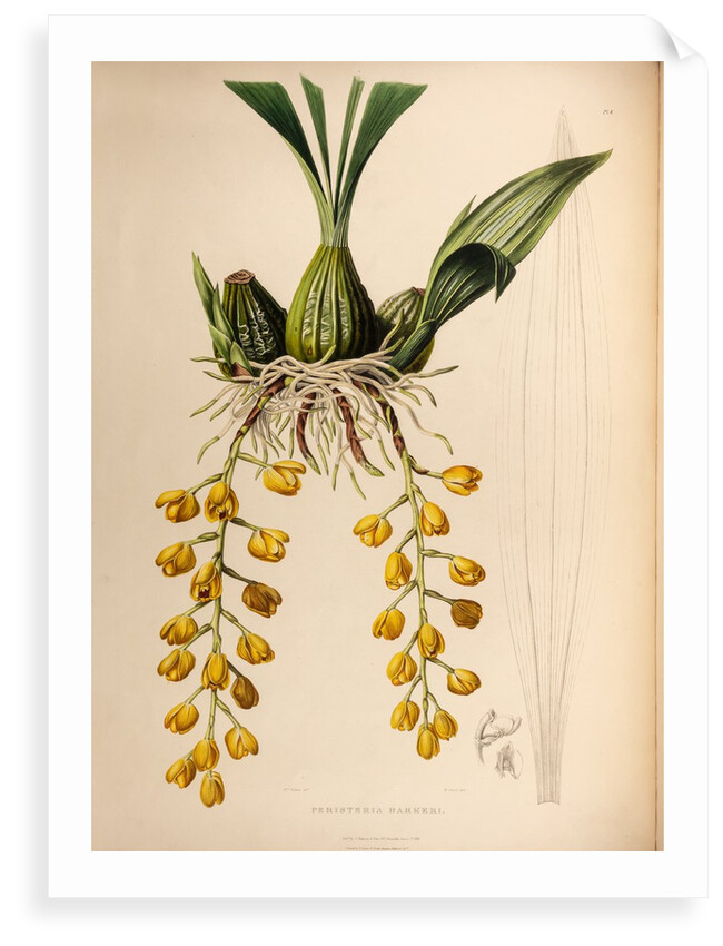 Peristeria barkeri by Maxim Gauci after Augusta Innes Withers