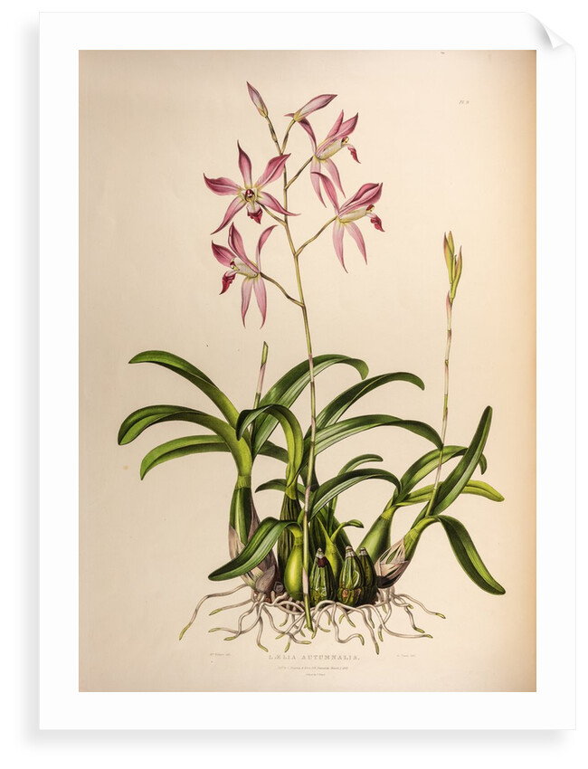 Laelia autumnalis by Maxim Gauci after Augusta Innes Withers
