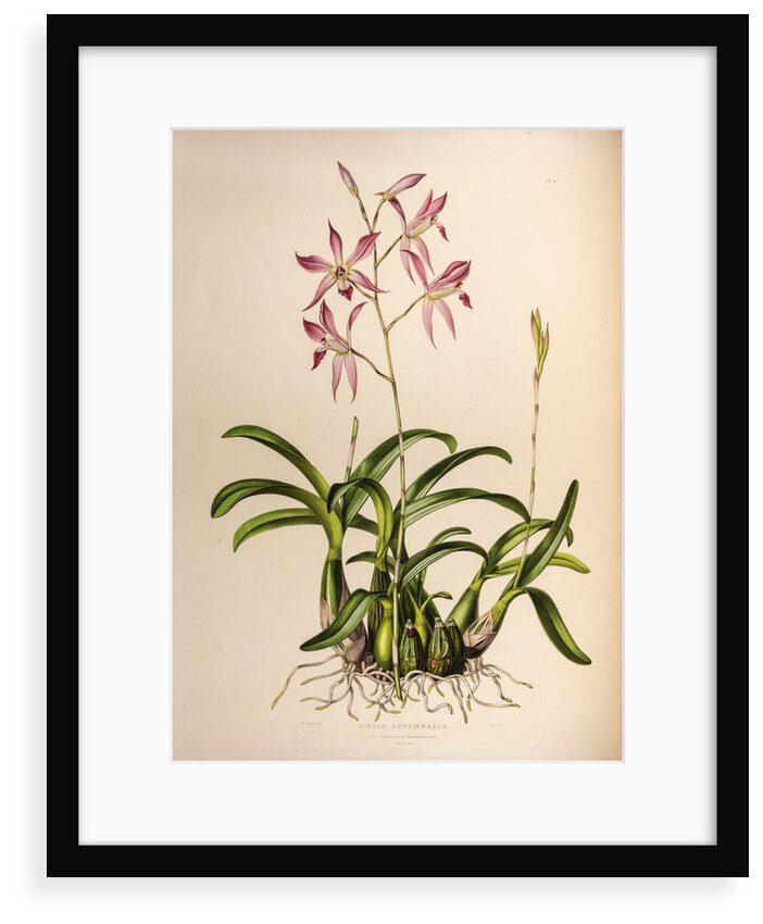 Laelia autumnalis by Maxim Gauci after Augusta Innes Withers
