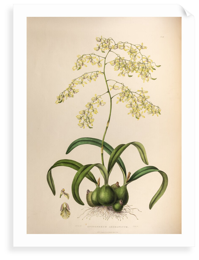 Epidendrum aromaticum by Maxim Gauci after Sarah Anne Drake
