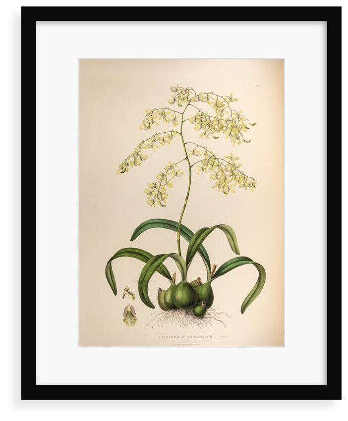 Epidendrum aromaticum by Maxim Gauci after Sarah Anne Drake