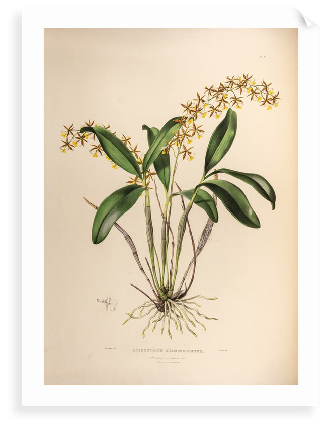 Epidendrum stamfordianum by Maxim Gauci after Augusta Innes Withers