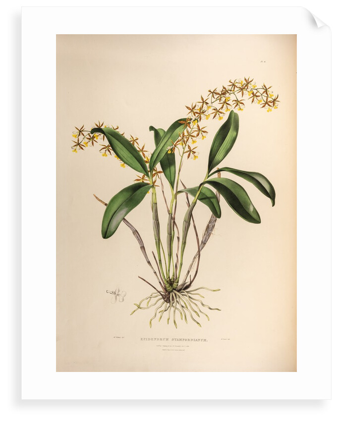Epidendrum stamfordianum by Maxim Gauci after Augusta Innes Withers