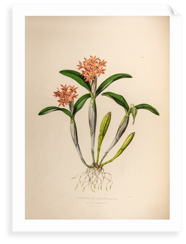 Epidendrum aurantiacum by Maxim Gauci after Augusta Innes Withers