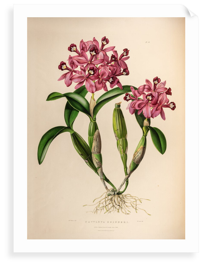 Cattleya skinneri by Maxim Gauci after Augusta Innes Withers