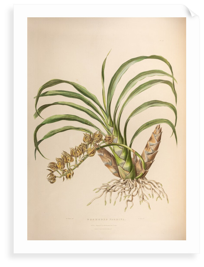 Mormodes pardine by Maxim Gauci after Augusta Innes Withers