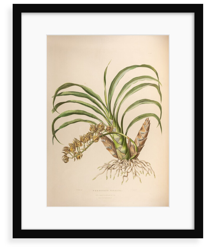 Mormodes pardine by Maxim Gauci after Augusta Innes Withers