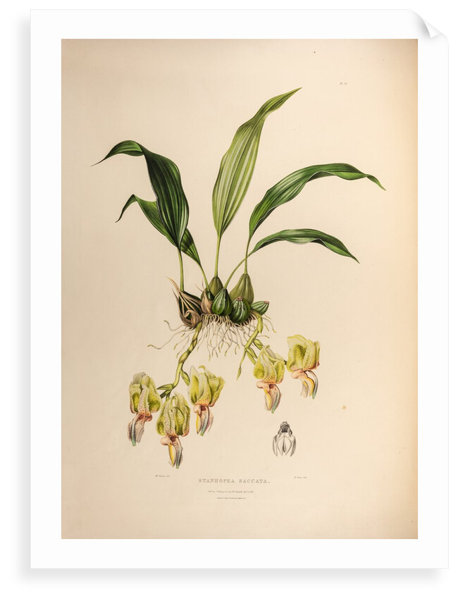 Stanhopea saccate by Maxim Gauci after Augusta Innes Withers