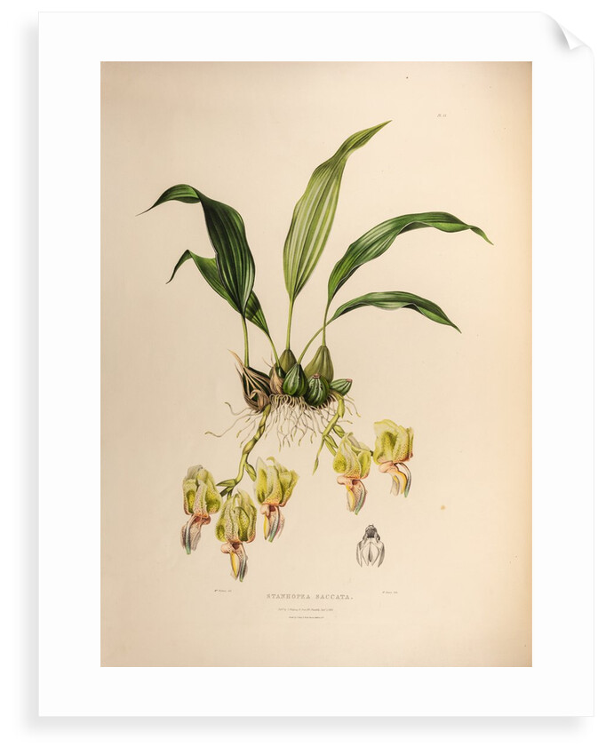 Stanhopea saccate by Maxim Gauci after Augusta Innes Withers