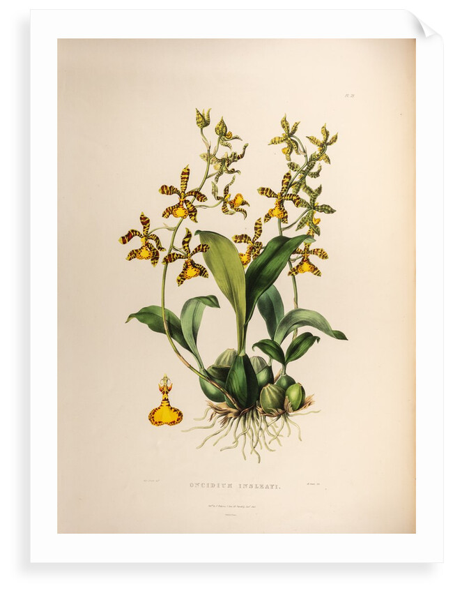 Oncidium insleayi by Maxim Gauci after Sarah Anne Drake