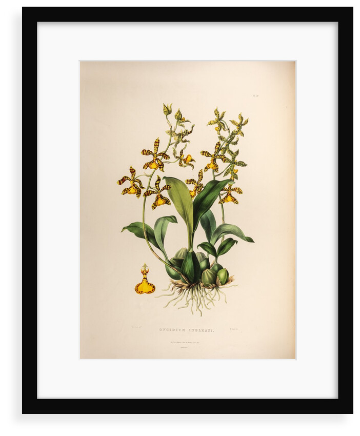 Oncidium insleayi by Maxim Gauci after Sarah Anne Drake
