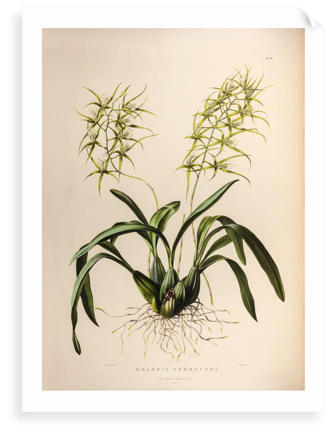 Brassia verrucosa by Maxim Gauci after Augusta Innes Withers